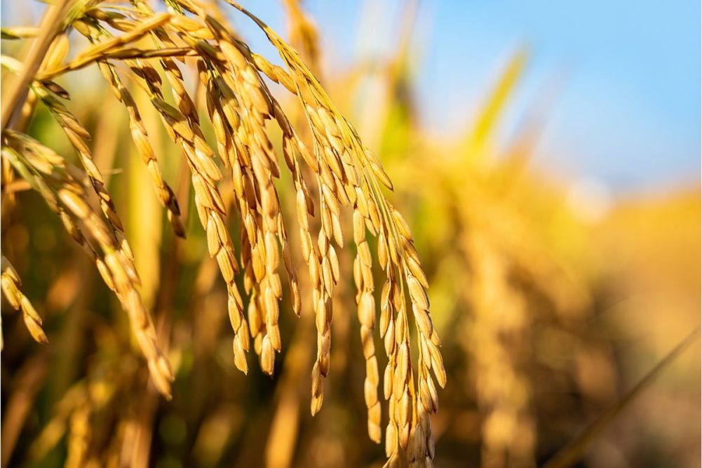 Bioteknologi Pada Beras Emas (Golden Rice) : Proses Tingkat Keamanan Pangan dan Kontroversinya