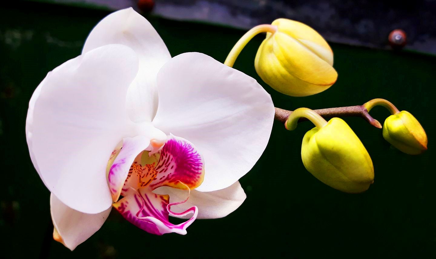 Filosofi Hidup: Bunga Anggrek “ Akhir  Yang Indah Dari Sebuah Penantian Panjang Dengan Sejuta Harapan dan Kesabaran”