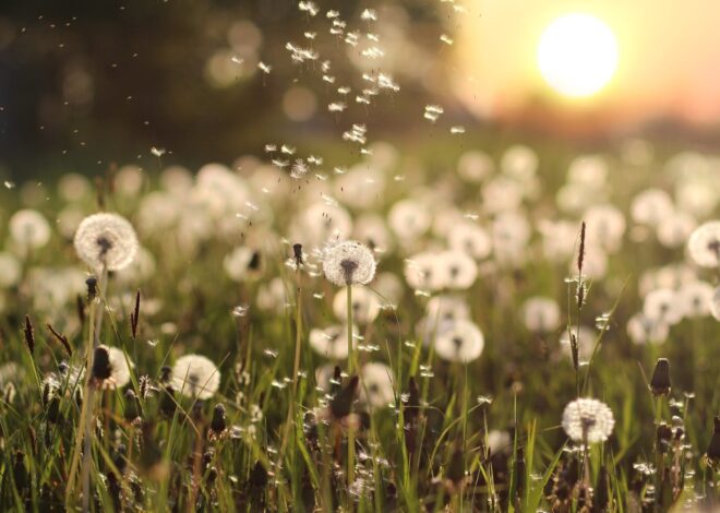 Filosofi Dandelion: Berakar pada Ketangguhan, Menebarkan Harapan