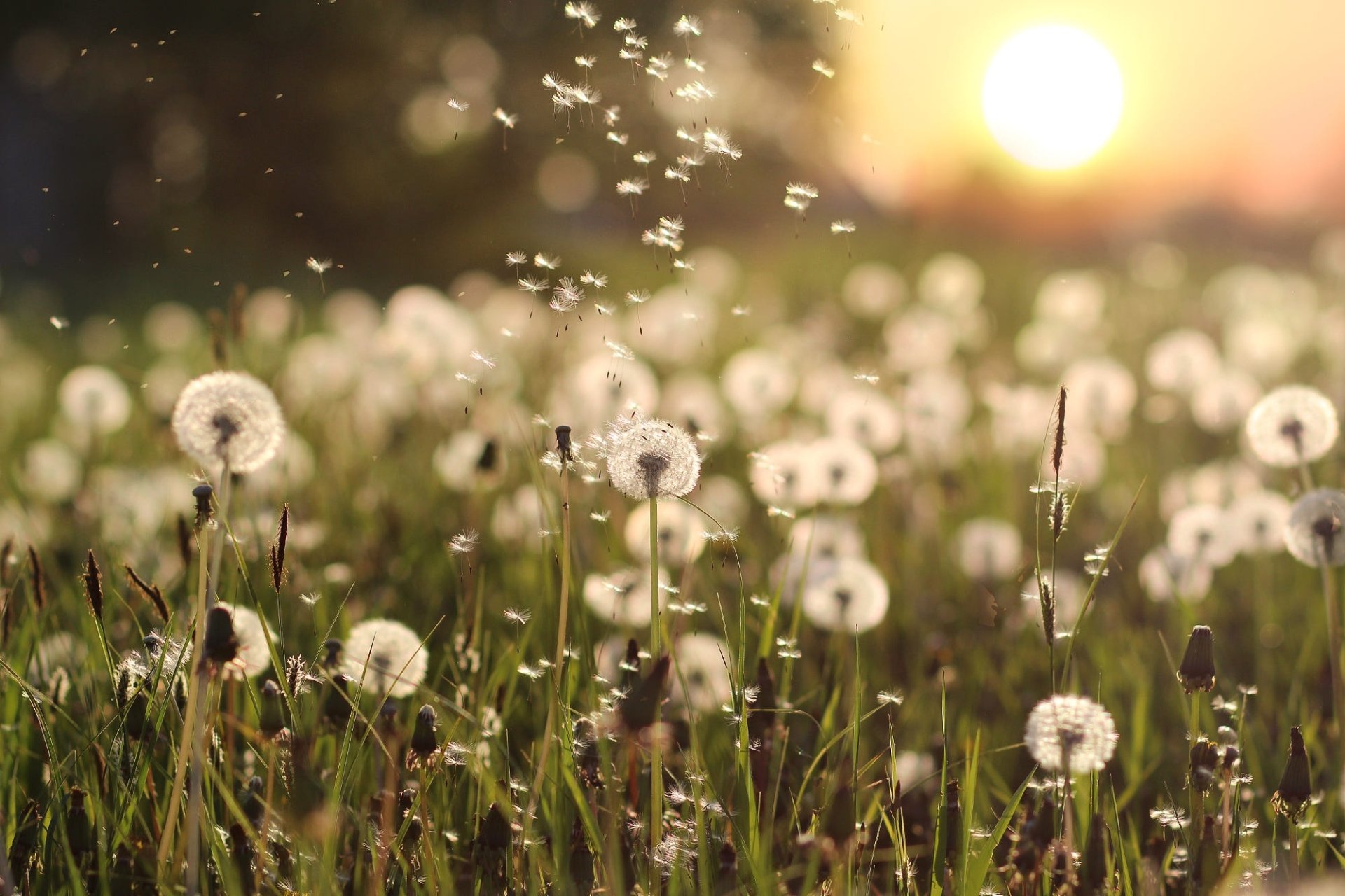 Filosofi Dandelion: Berakar pada Ketangguhan, Menebarkan Harapan